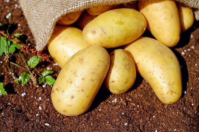 sklizeň brambor.jpg