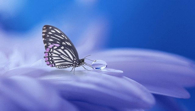 motýl pijící rosu